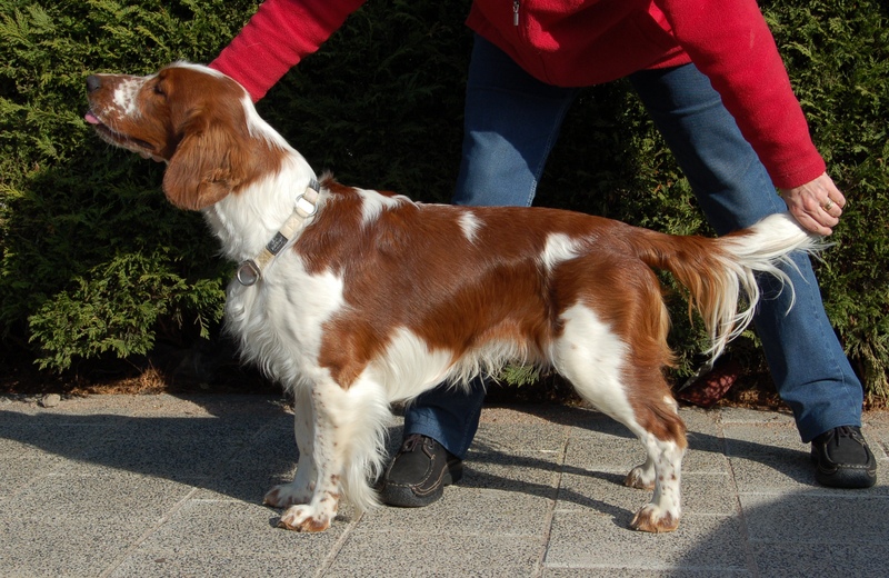 Redsage welsh springer spaniels cheap